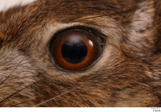 Hare  1 eye 0004.jpg
